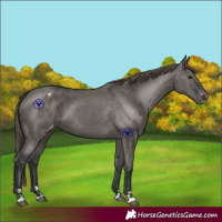 Horse Color:Grullo Appaloosa 