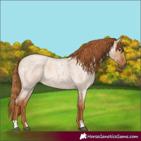 Horse Color:Red Dun Roan 
