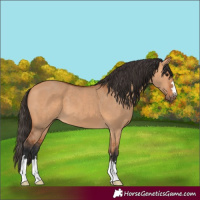 Horse Color:Bay Dun