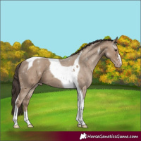 Horse Color:Classic Champagne Tobiano 