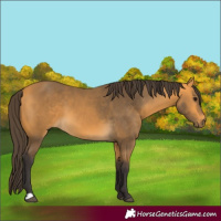 Horse Color:Buckskin 