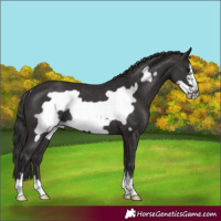 Horse Color:Smoky Black Frame Rabicano 