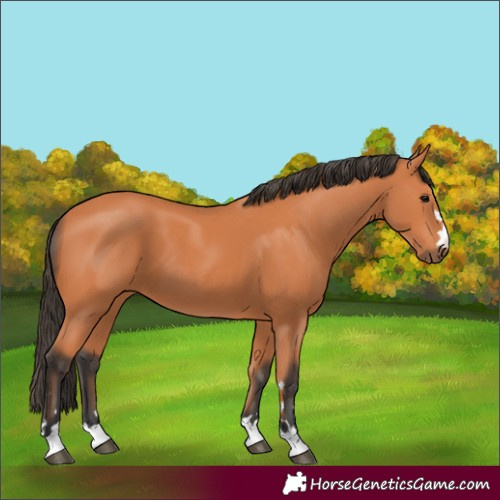Horse Color:Bay 
