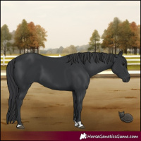 Horse Color:Black 