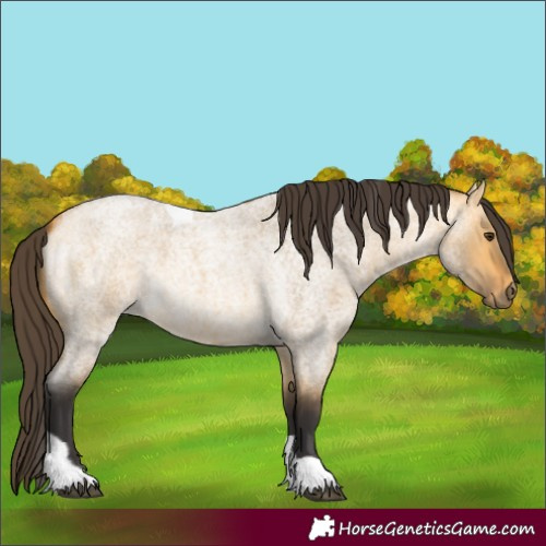 Horse Color:Buckskin Roan Dun Tobiano 
