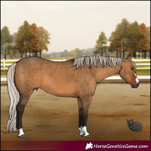 Horse Color:Gray Silver Bay Dun 