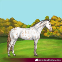 Horse Color:Red Dun Near Leopard  and White Spotted Red Dun Near Leopard 