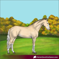 Horse Color:Palomino Dun Splash 
