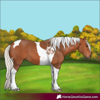 Horse Color:Silver Bay Tobiano