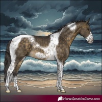 Horse Color:Buckskin Tobiano Frame Rabicano 