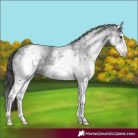 Horse Color:White Spotted Smoky Black