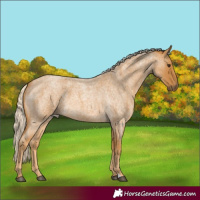Horse Color:Palomino Roan 