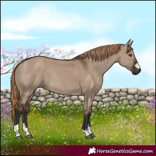 Horse Color:Liver Red Dun Rabicano