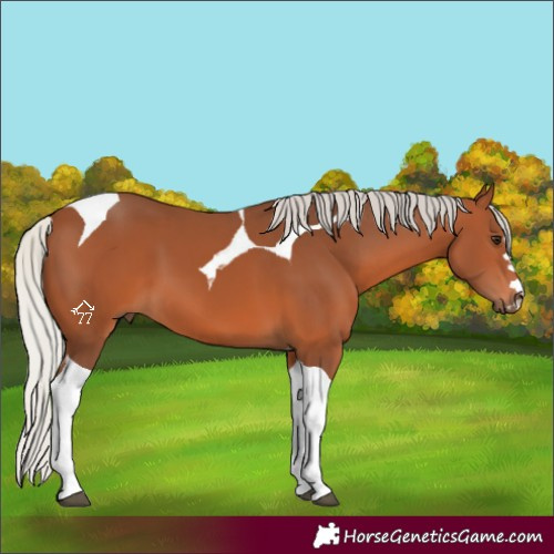 Horse Color:Silver Brown Tobiano 
