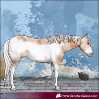 Horse Color:Silver Bay Dun Sabino Tobiano Frame Rabicano 