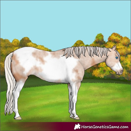 Horse Color:Silver Bay Dun Sabino Tobiano Frame Rabicano 