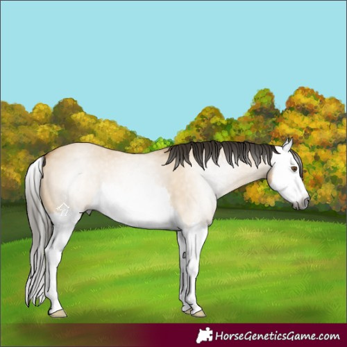 Horse Color:Gray Buckskin Dun Splash
