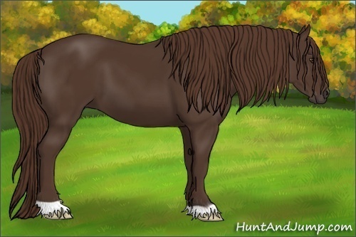 Horse Color:Liver Chestnut 