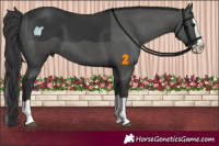 Horse Color:Black Splash