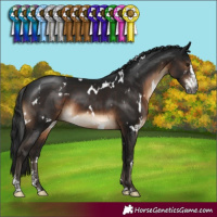 Horse Color:Gray White Spotted Brown Mushroom Sabino 