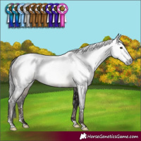 Horse Color:Gray White Spotted Brown Mushroom Sabino
