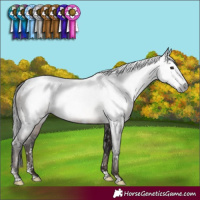 Horse Color:Gray White Spotted Brown Mushroom Sabino