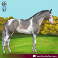 Horse Color:Brown Mushroom Sabino Splash Tobiano Appaloosa 