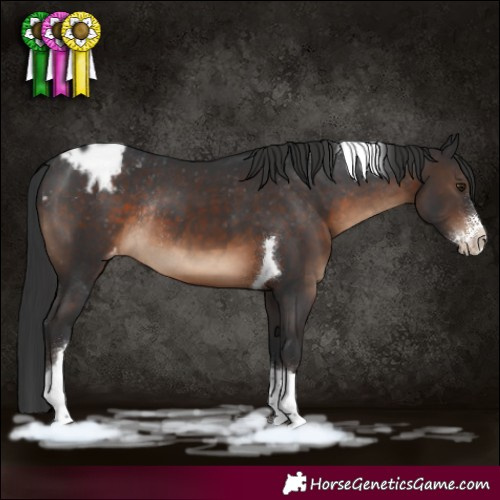 Horse Color:Brown Sabino Tobiano Appaloosa Rabicano 