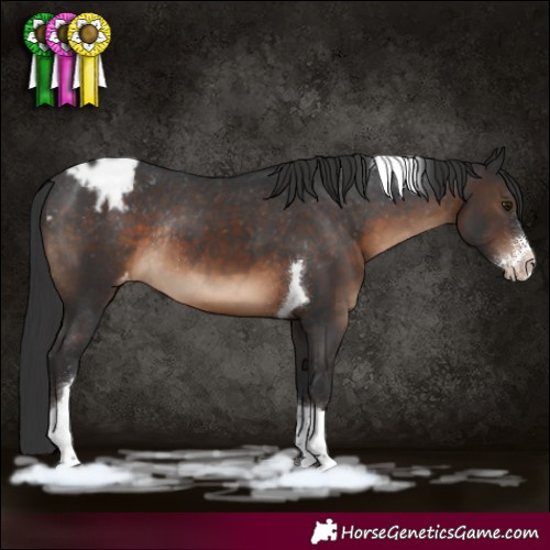 Horse Color:Brown Sabino Tobiano Appaloosa Rabicano 