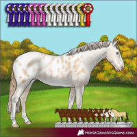 Horse Color:Buckskin Pearl Sabino Tobiano Frame Appaloosa 