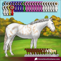 Horse Color:Buckskin Pearl Sabino Tobiano Frame Appaloosa