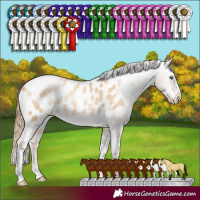 Horse Color:Buckskin Pearl Sabino Tobiano Frame Appaloosa 