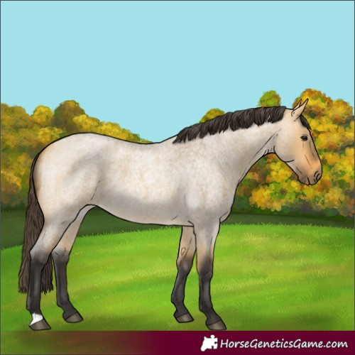 Horse Color:Buckskin Roan Dun 