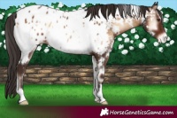 Horse Color:White Spotted Liver Red Onyx Appaloosa