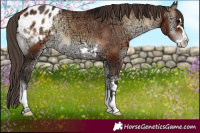 Horse Color:Brown Ice Onyx Appaloosa
