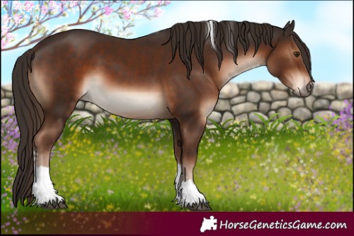 Horse Color:Liver Chestnut Tobiano