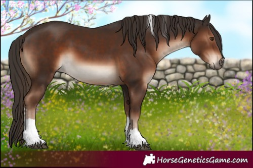 Horse Color:Liver Chestnut Tobiano