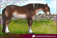 Horse Color:Liver Chestnut Tobiano