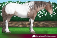 Horse Color:Liver Chestnut Tobiano Appaloosa 
