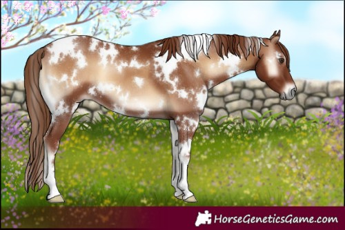 Horse Color:White Spotted Red Onyx 