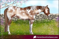 Horse Color:White Spotted Red Onyx 