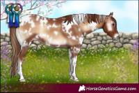 Horse Color:White Spotted Red Onyx 