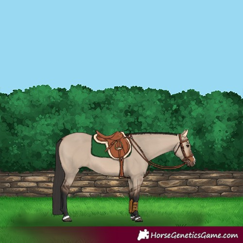Horse Color:Brown Dun 