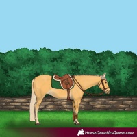 Horse Color:Palomino 