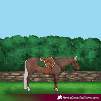 Horse Color:Silver Brown Tobiano 