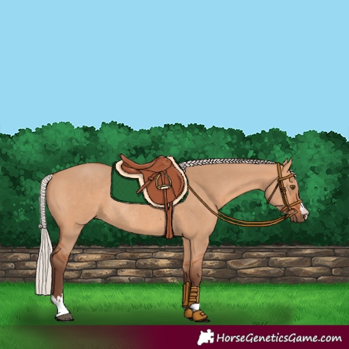 Horse Color:Silver Bay Dun Rabicano 