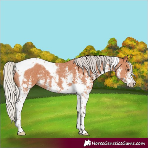 Horse Color:Silver Bay Sabino Tobiano 