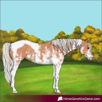 Horse Color:Silver Bay Sabino Tobiano