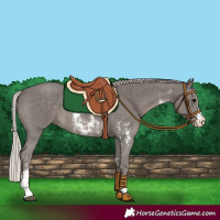 Horse Color:Silver Black Sabino 