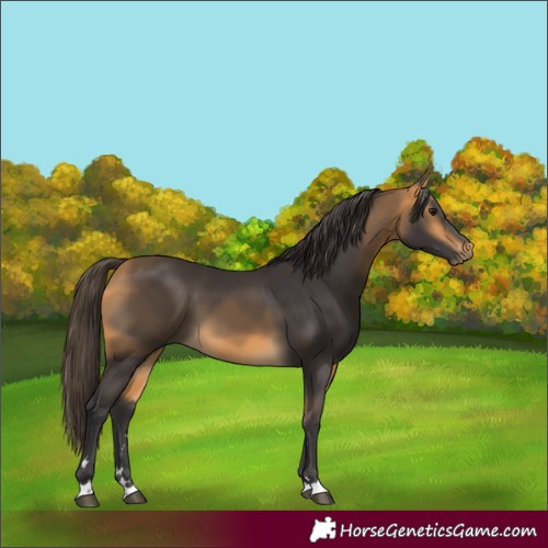 Horse Color:Buckskin 
